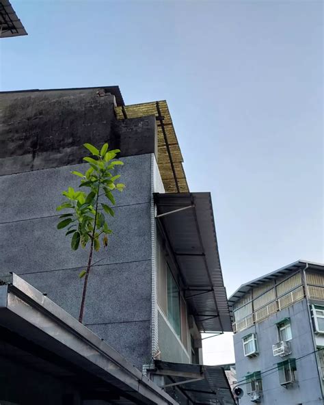 屋頂長樹如何處理 增陽氣方法